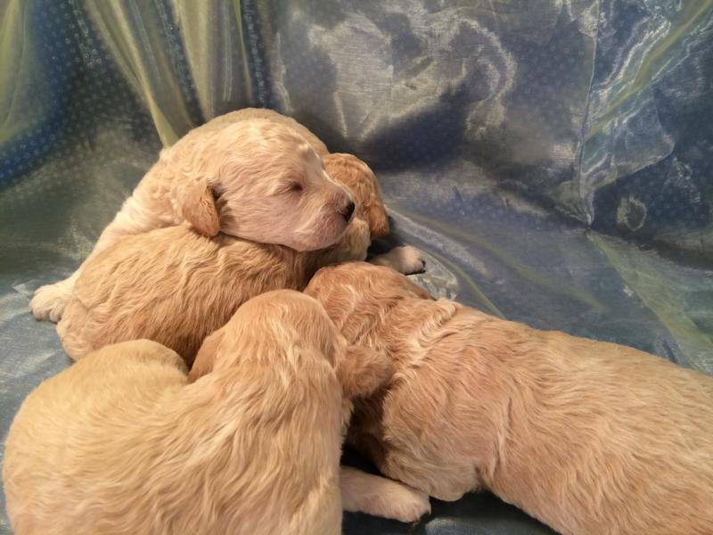 Black and White, and Cream and White Mini Goldendoodle Pups for Sale!  Perfect Breeders If You Are Located in Minnesota, Illinois, Michigan, Iowa, or Wisconsin.